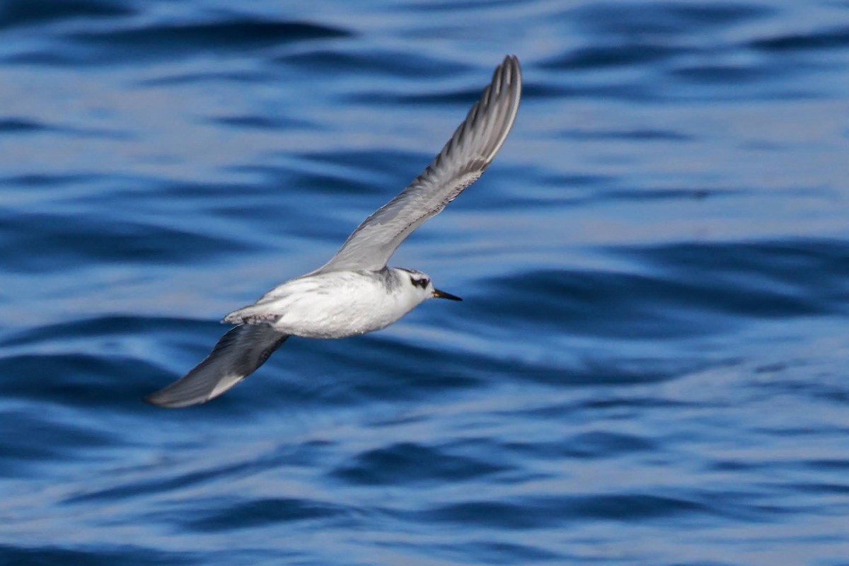 Red Phalarope - ML626409021