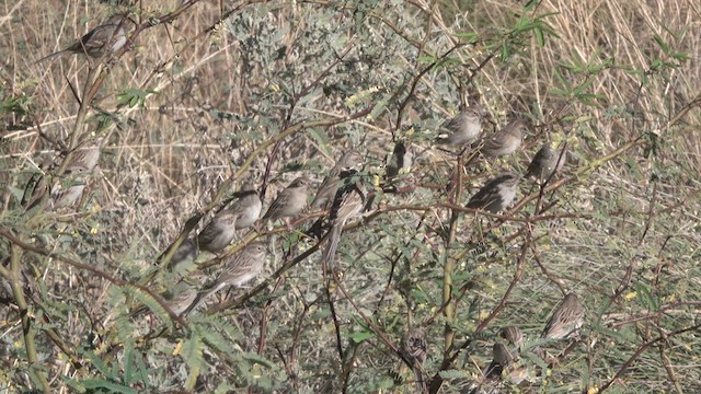 Brewer's Sparrow - ML626409165