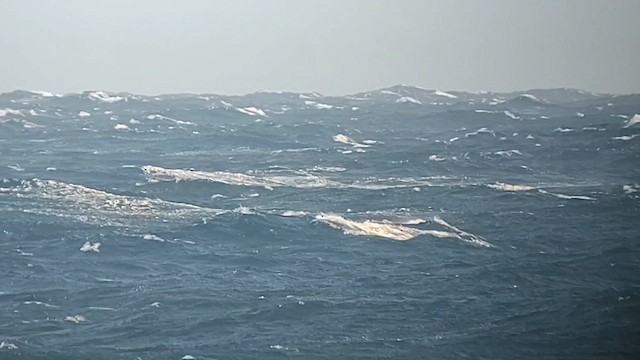 Short-tailed Shearwater - ML626409197