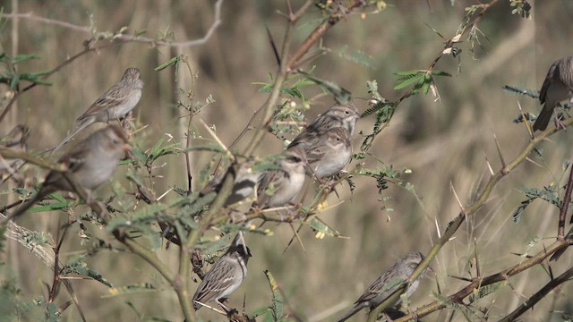 Brewer's Sparrow - ML626409245