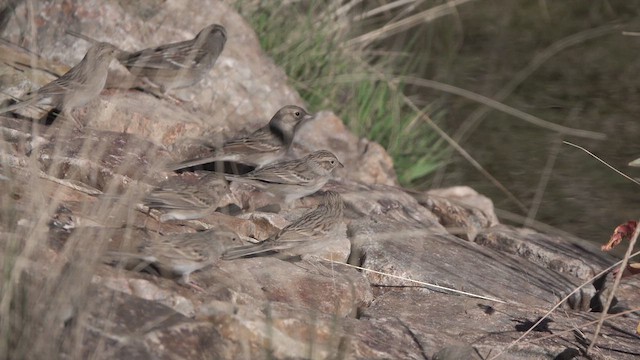 Brewer's Sparrow - ML626409368