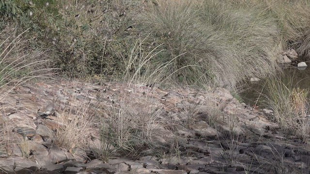 Brewer's Sparrow - ML626409437