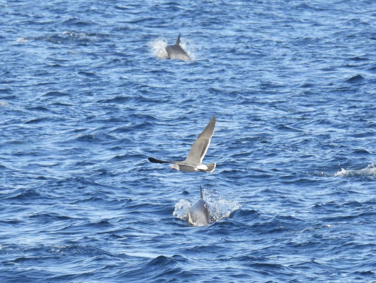 Heermann's Gull - ML626409469