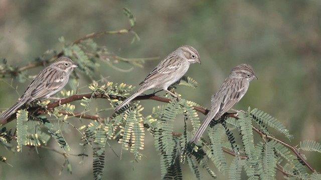 Brewer's Sparrow - ML626409470
