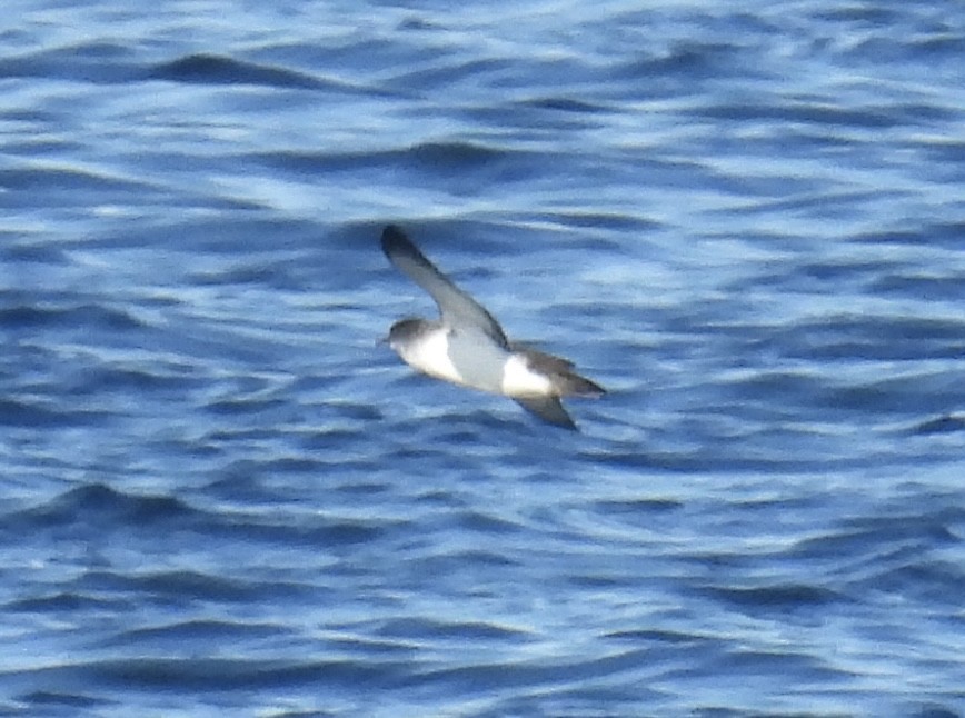 Black-vented Shearwater - ML626409476