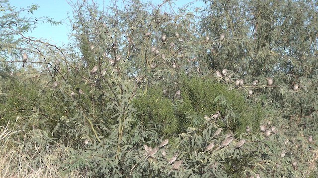 Brewer's Sparrow - ML626409485