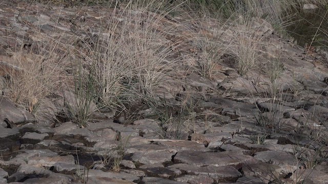 Brewer's Sparrow - ML626409500