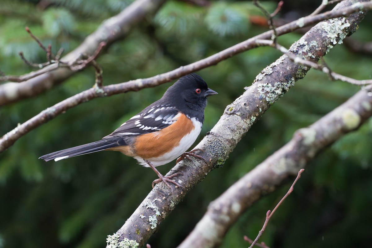 Spotted Towhee - ML626409551