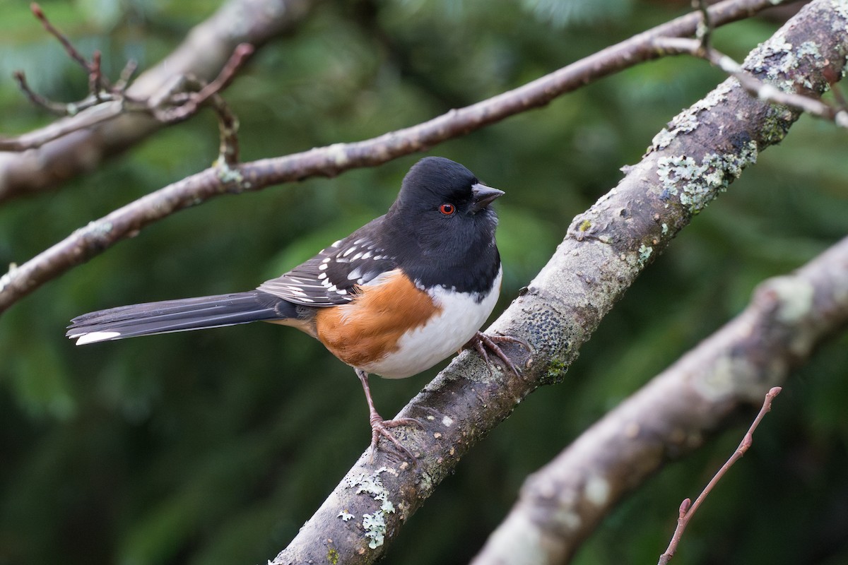 Spotted Towhee - ML626409570