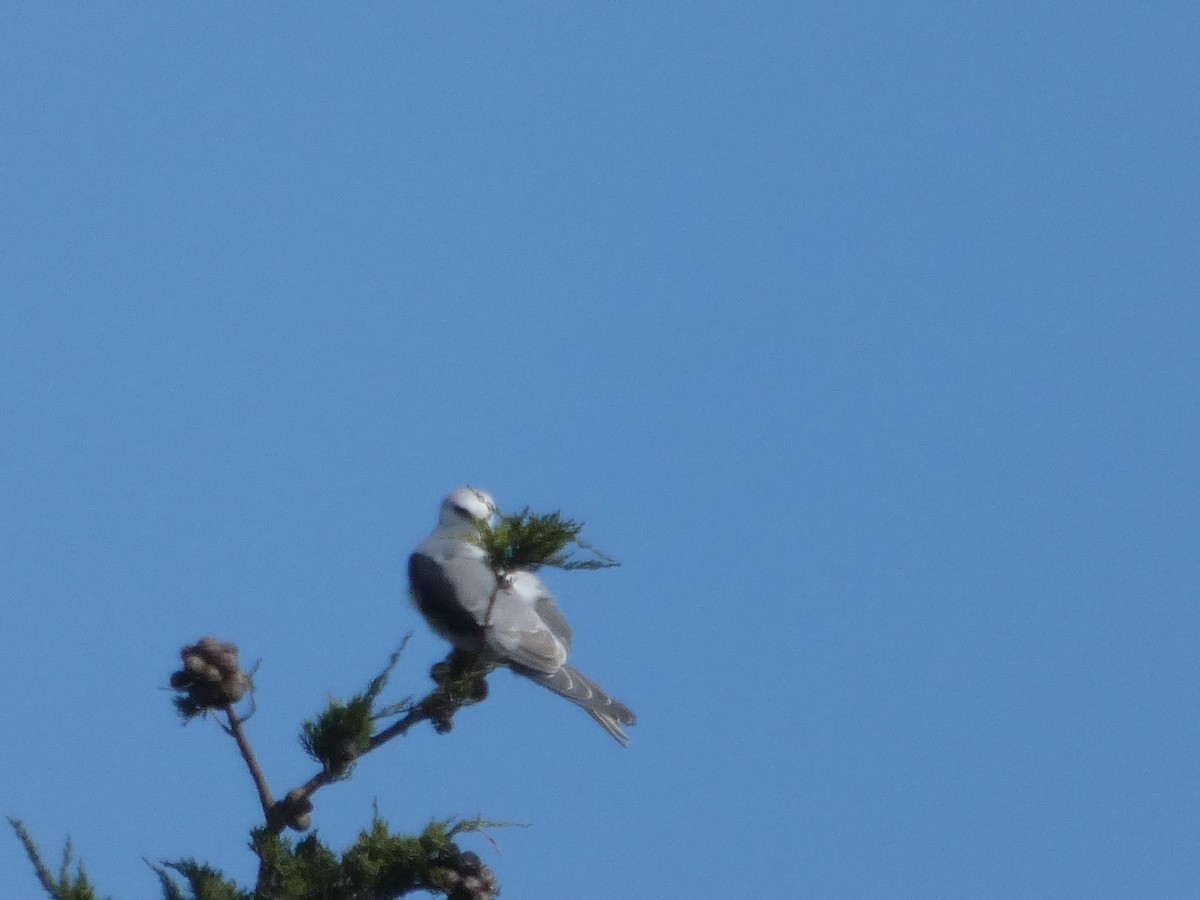 White-tailed Kite - ML626409742