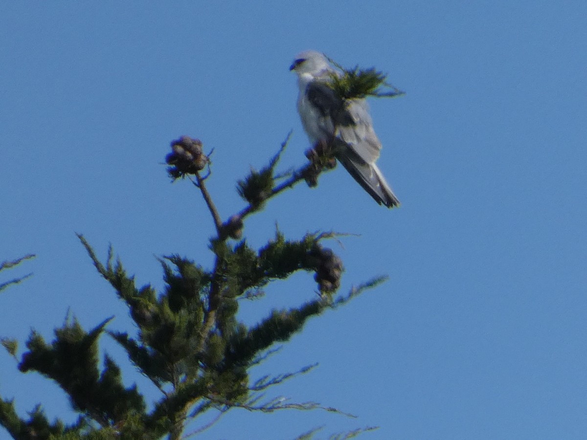 White-tailed Kite - ML626409743