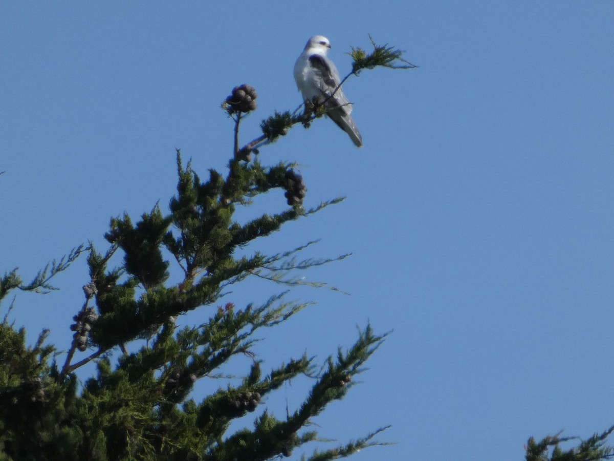 White-tailed Kite - ML626409744