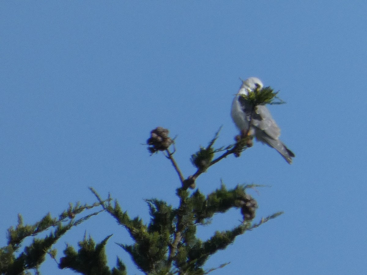 White-tailed Kite - ML626409747