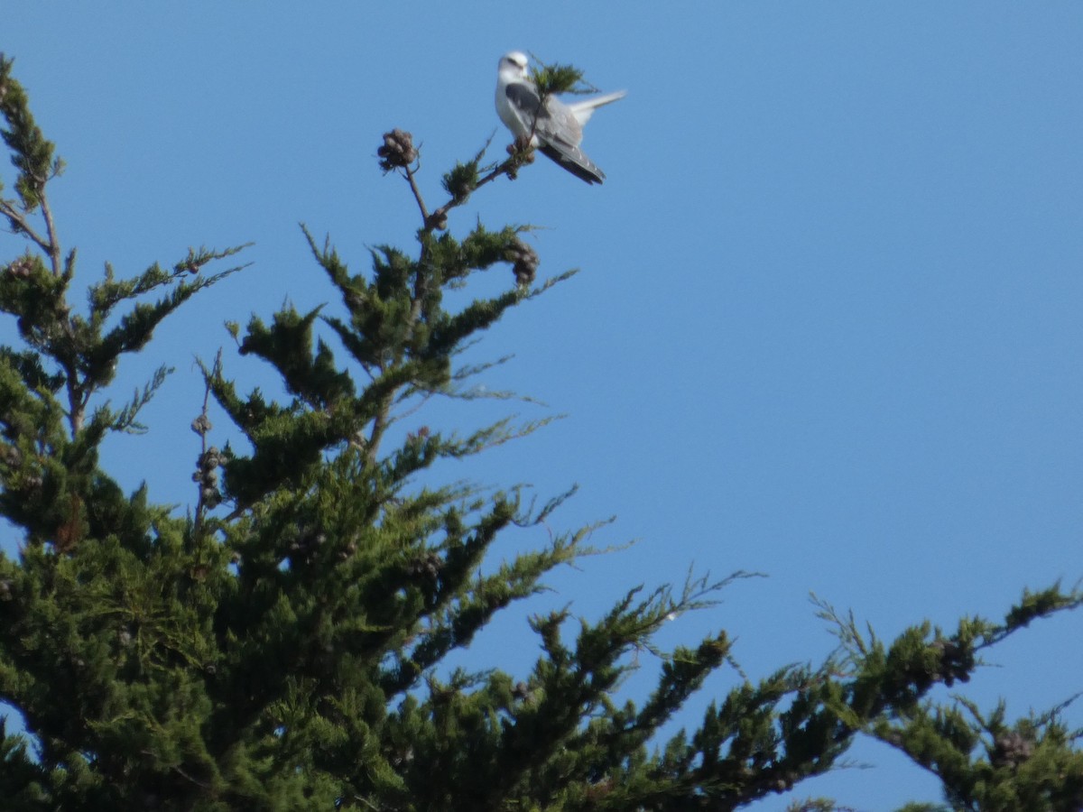 White-tailed Kite - ML626409749