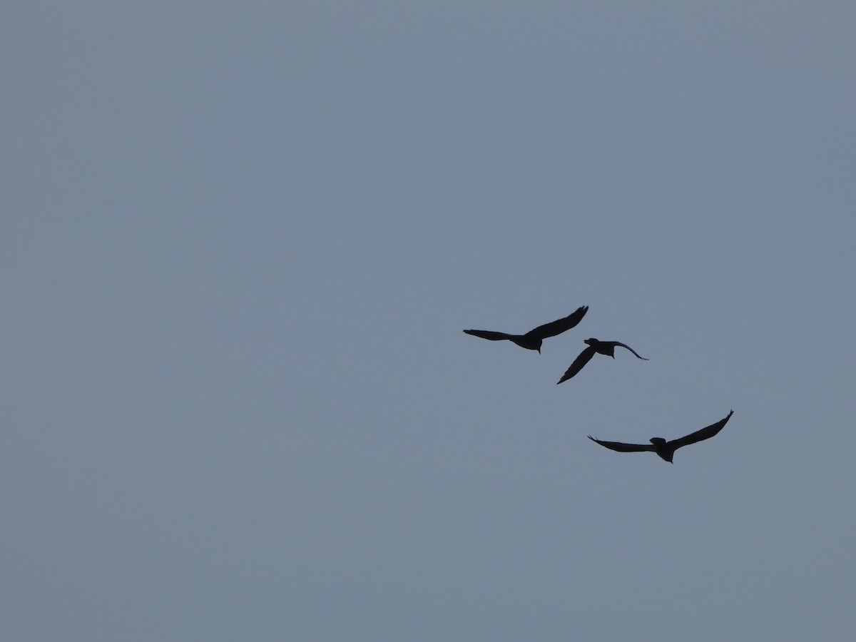 Common Raven - ML626409798