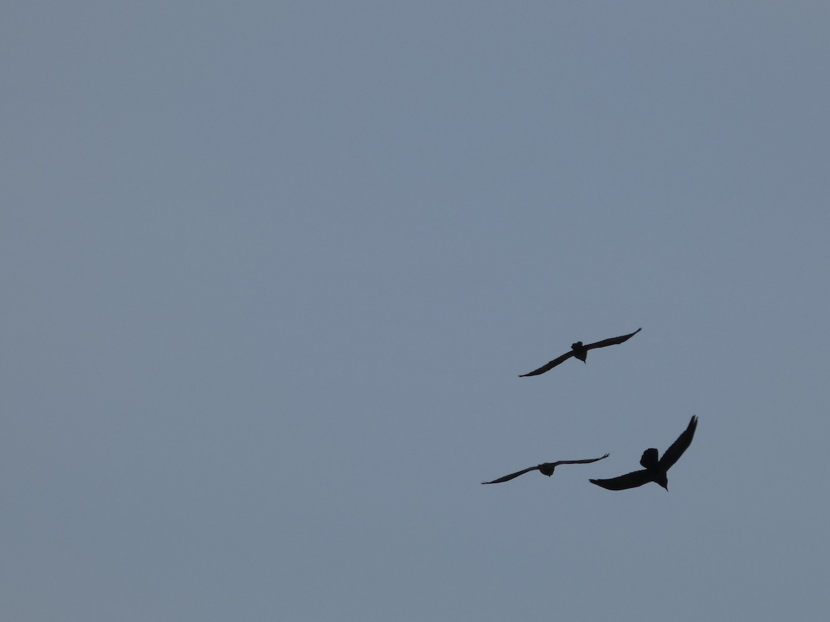 Common Raven - ML626409799