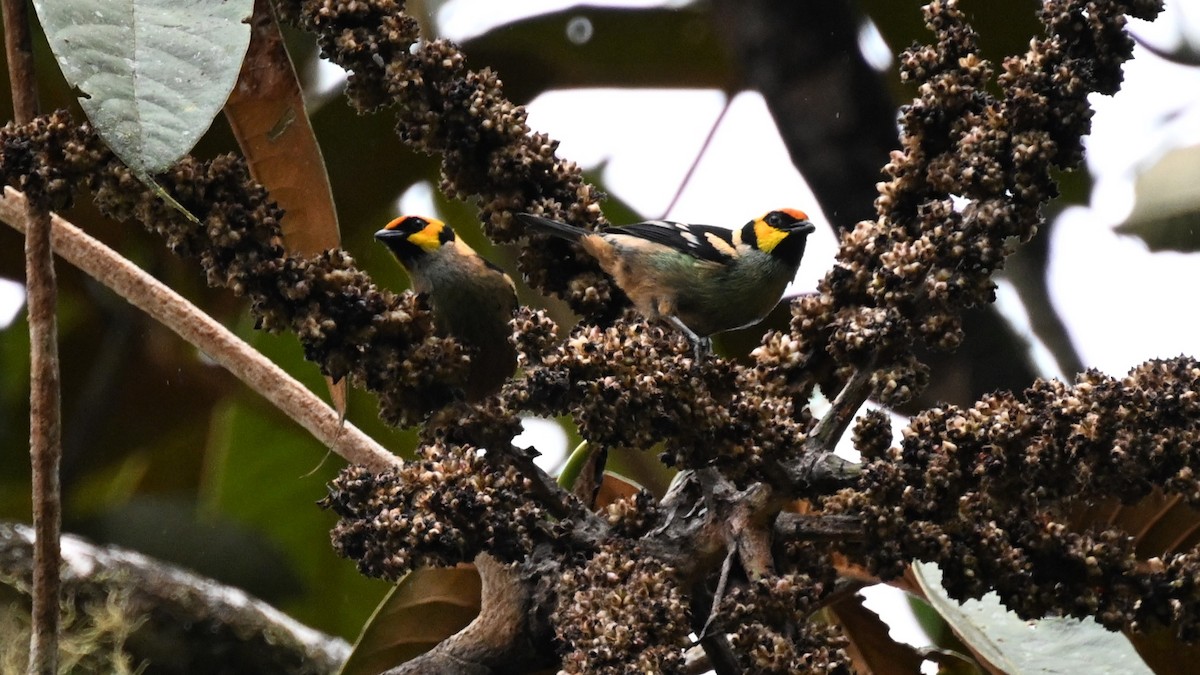 Flame-faced Tanager (Yellow-faced) - ML626409928