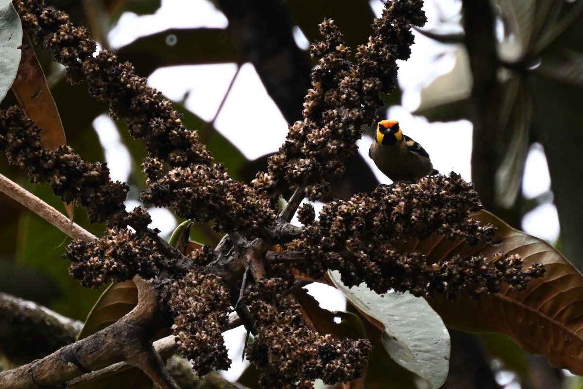 Flame-faced Tanager (Yellow-faced) - ML626409929