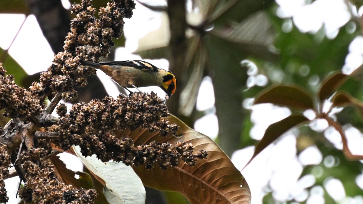 Flame-faced Tanager (Yellow-faced) - ML626409930