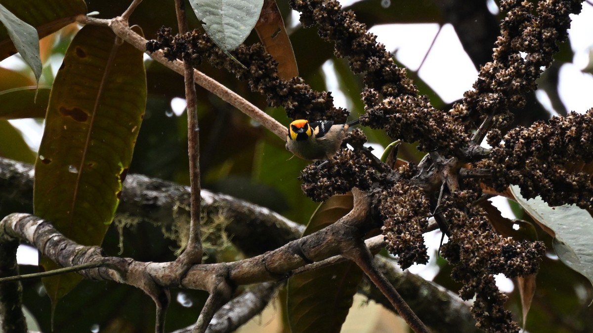 Flame-faced Tanager (Yellow-faced) - ML626409932