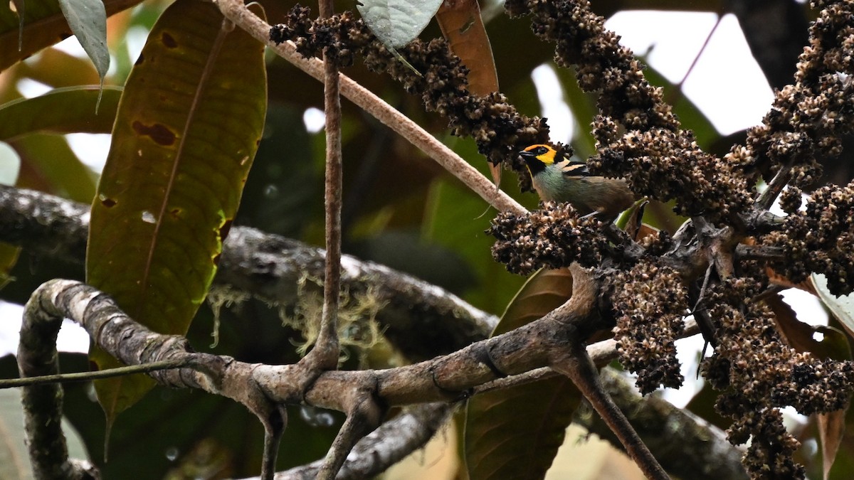 Flame-faced Tanager (Yellow-faced) - ML626409933