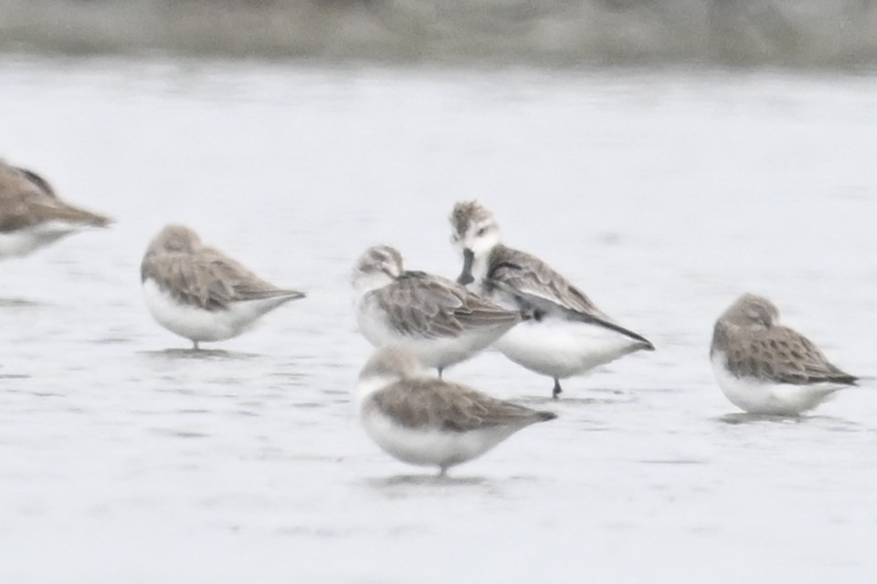 Spoon-billed Sandpiper - ML626410119