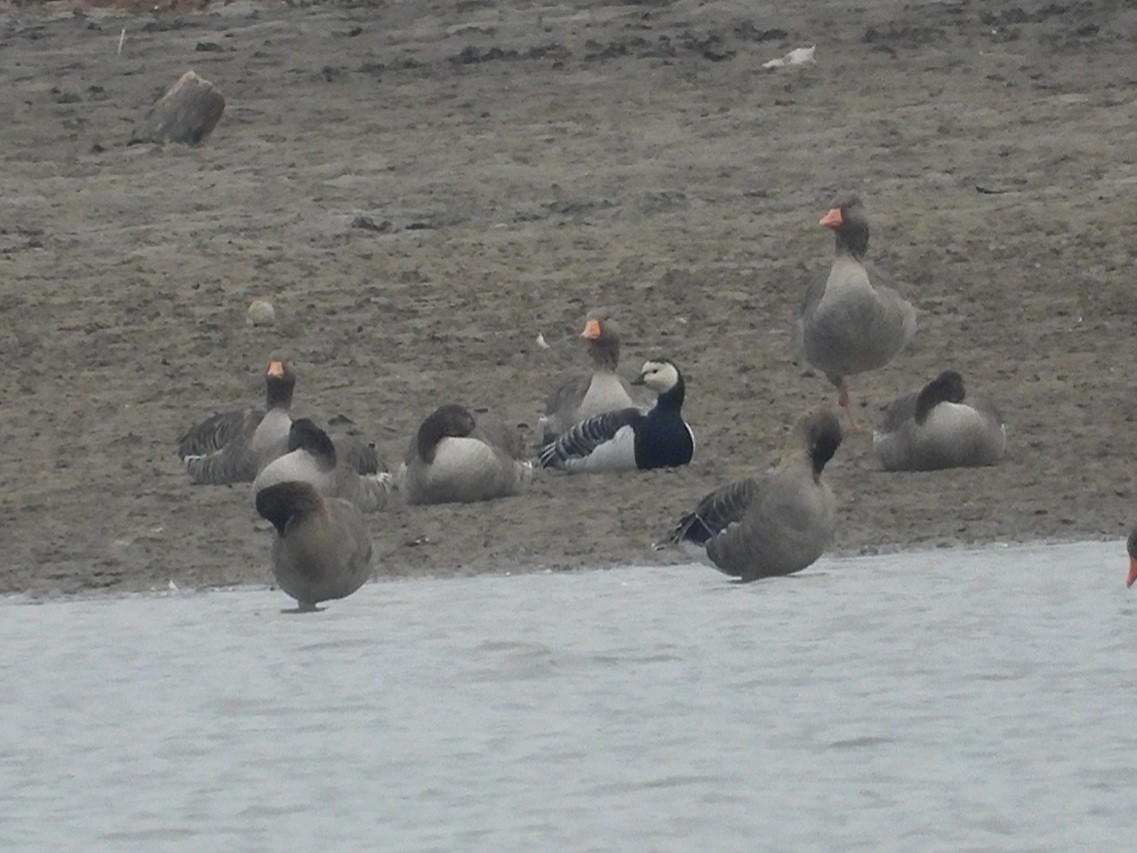 Barnacle Goose - ML626410129