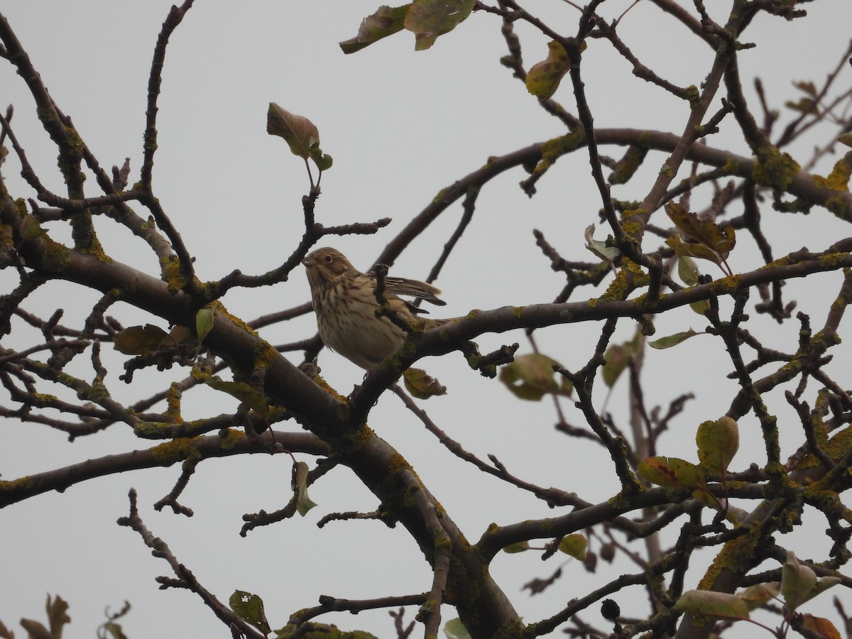 Corn Bunting - ML626410160