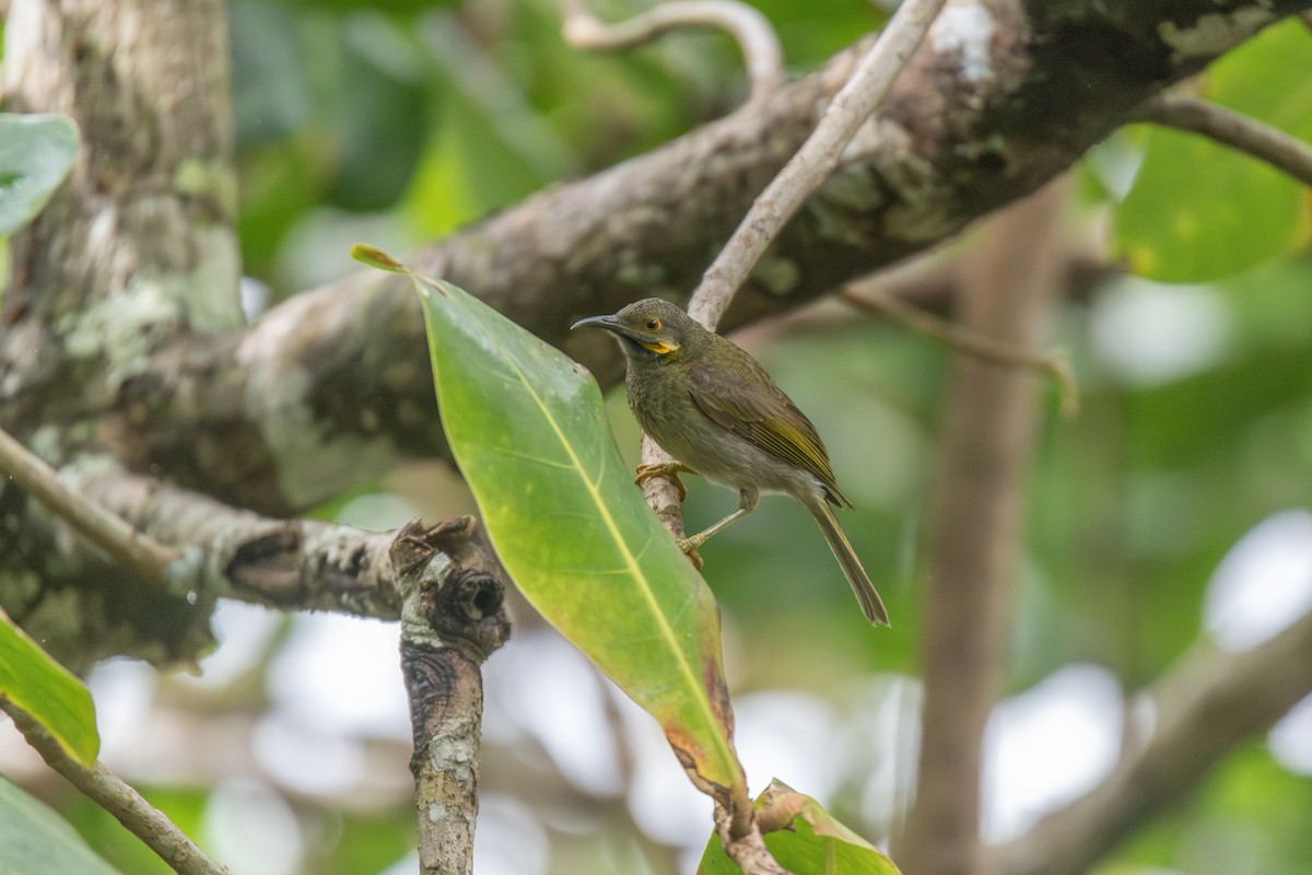 Northern Wattled-Honeyeater - ML626410217