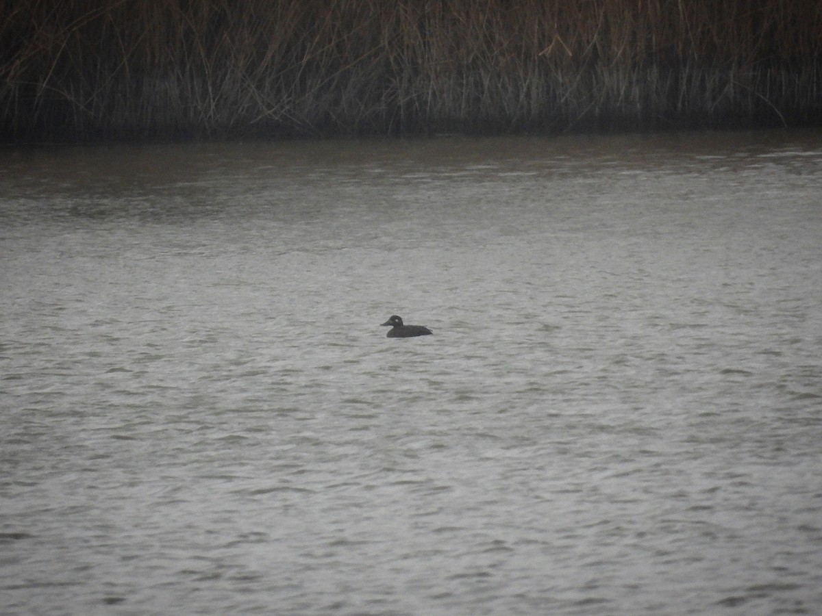 Velvet Scoter - ML626410219