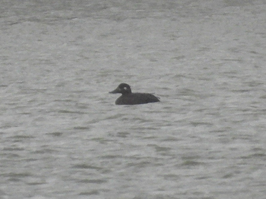 Velvet Scoter - ML626410220