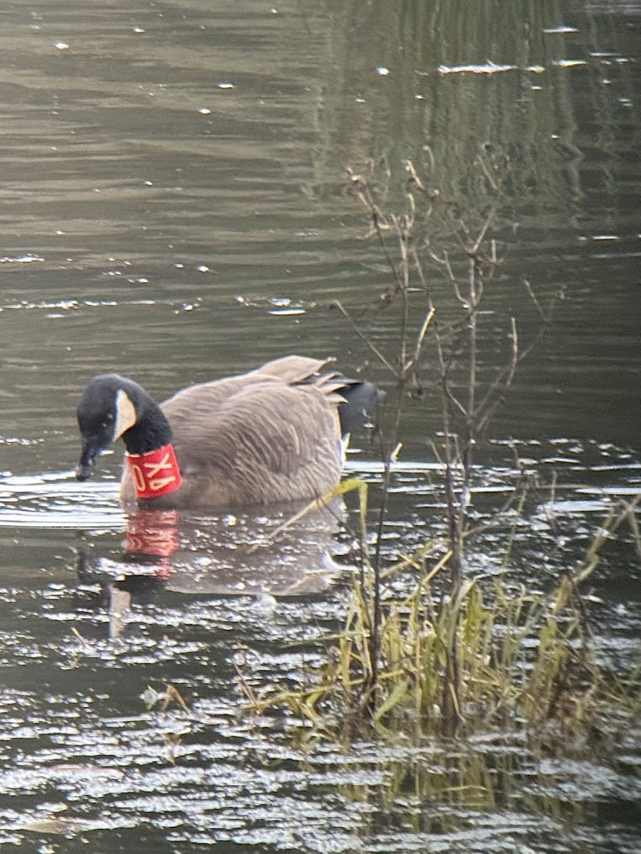 Canada Goose (occidentalis/fulva) - ML626410346