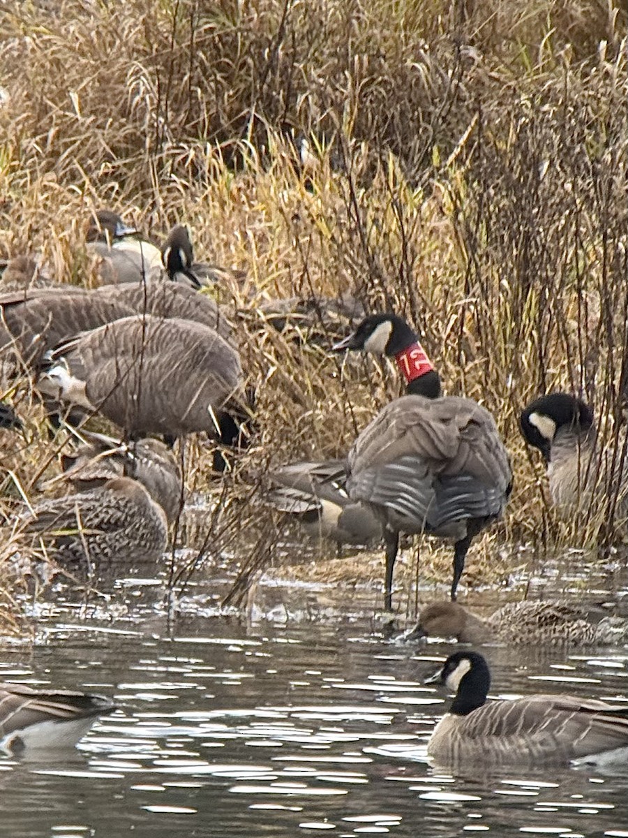 Canada Goose (occidentalis/fulva) - ML626410347