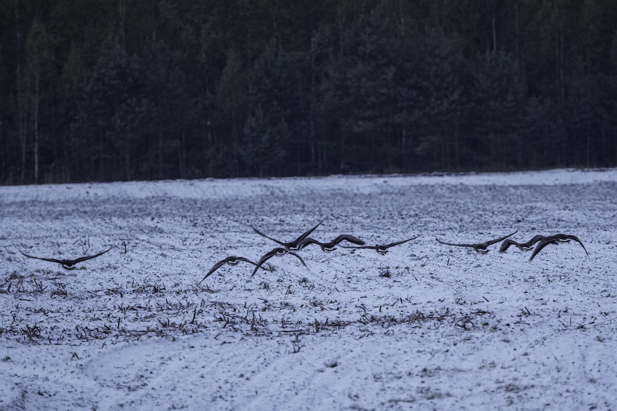 Greater White-fronted Goose - ML626410544