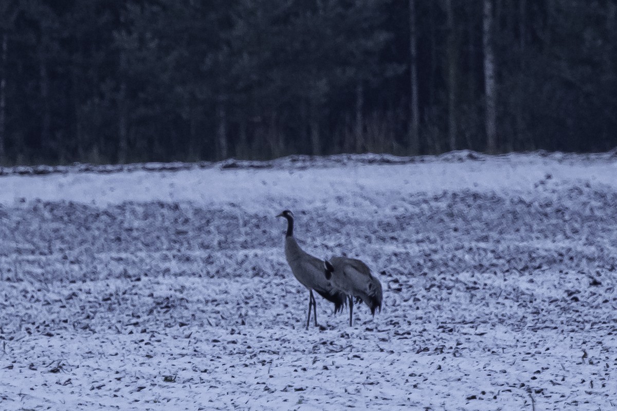 Common Crane - ML626410545