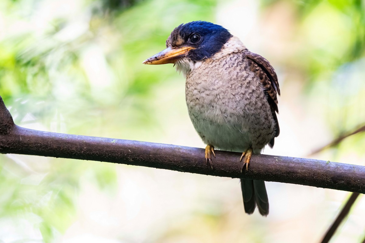 Scaly-breasted Kingfisher - ML626410801