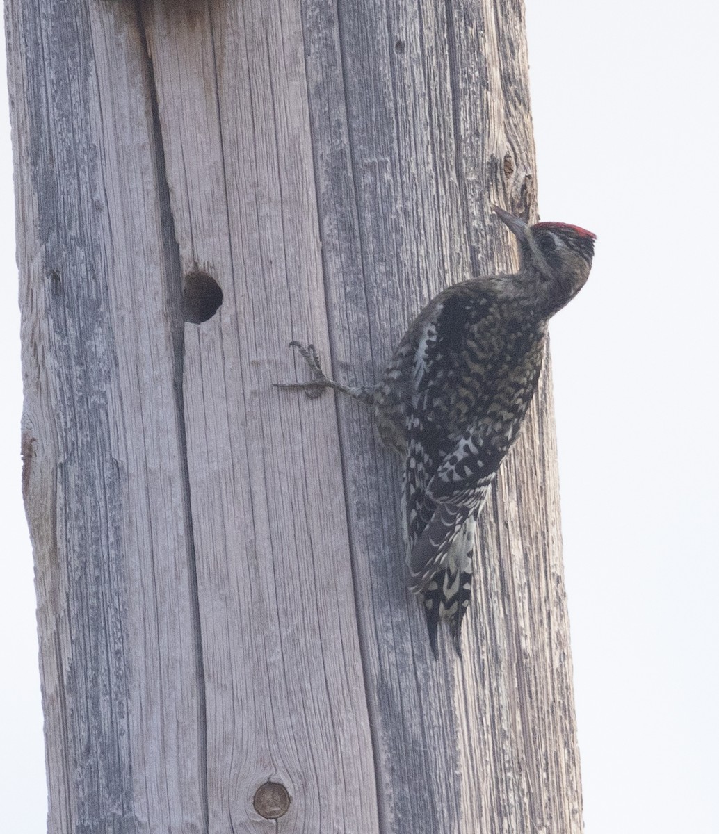 Yellow-bellied Sapsucker - ML626410960