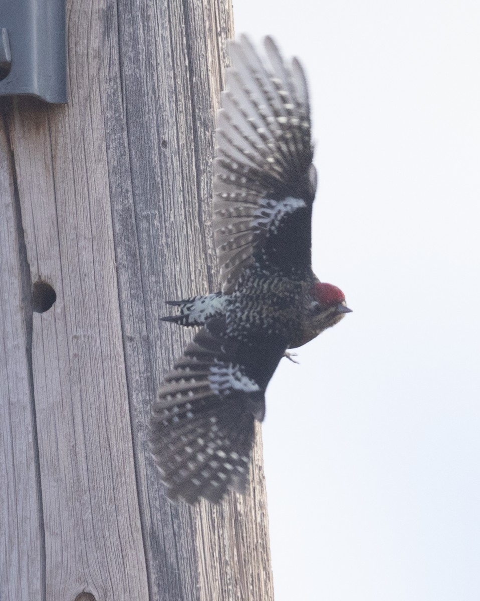 Yellow-bellied Sapsucker - ML626410961