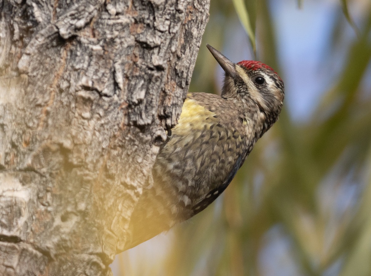 Yellow-bellied Sapsucker - ML626410962