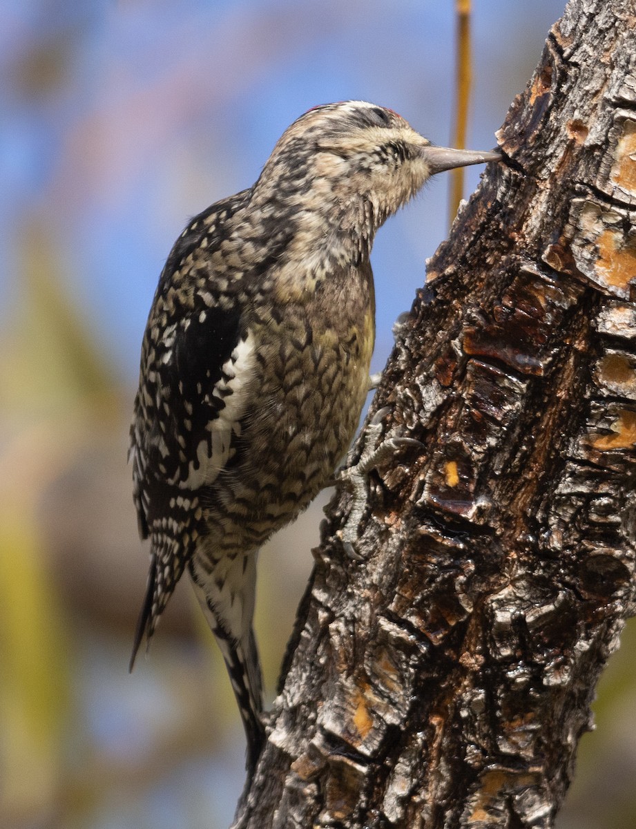 Yellow-bellied Sapsucker - ML626410963