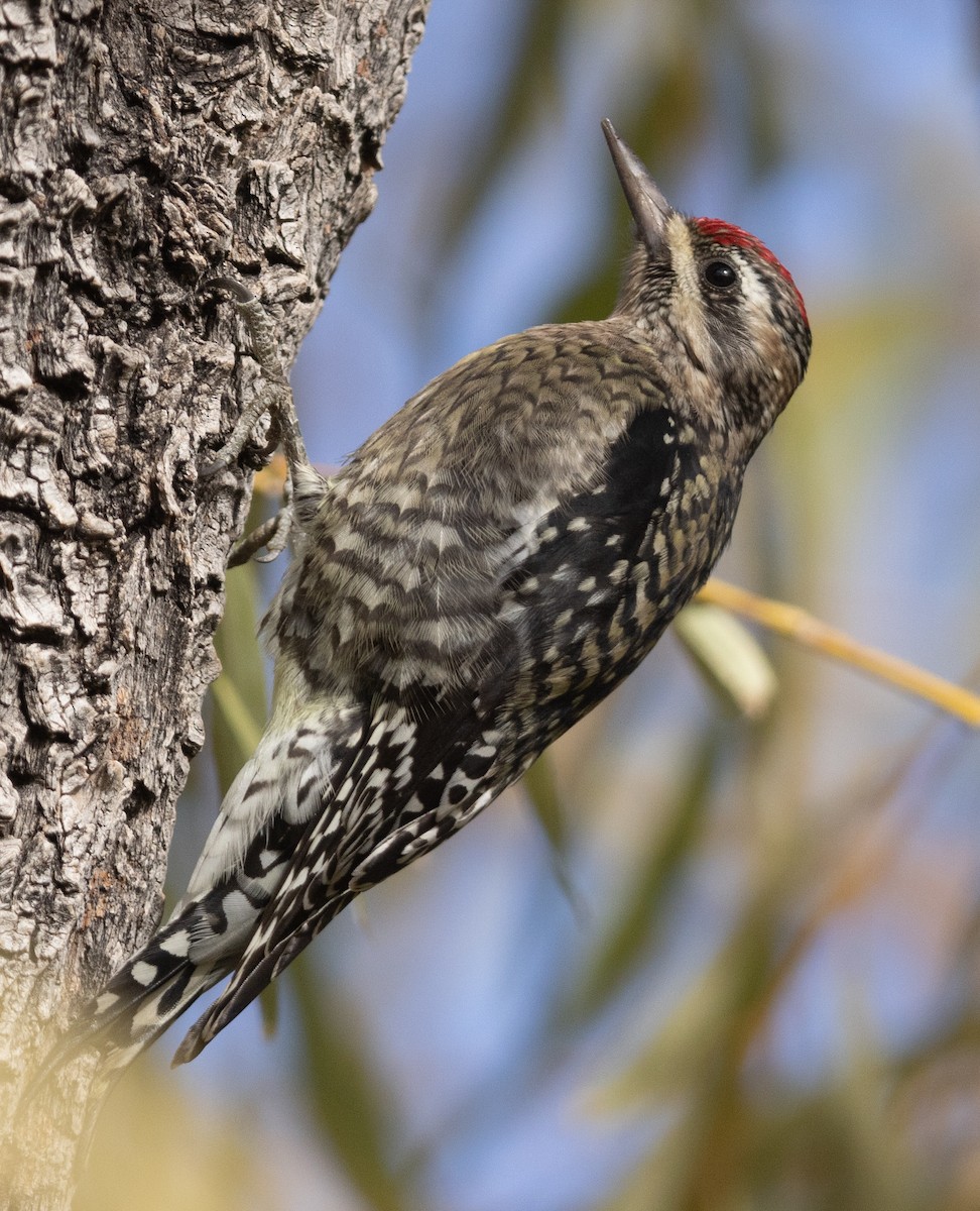 Yellow-bellied Sapsucker - ML626410964
