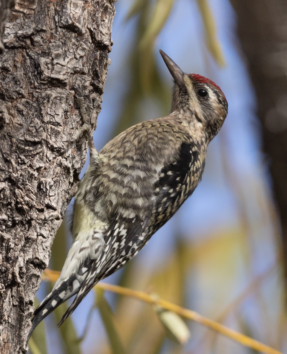 Yellow-bellied Sapsucker - ML626410965