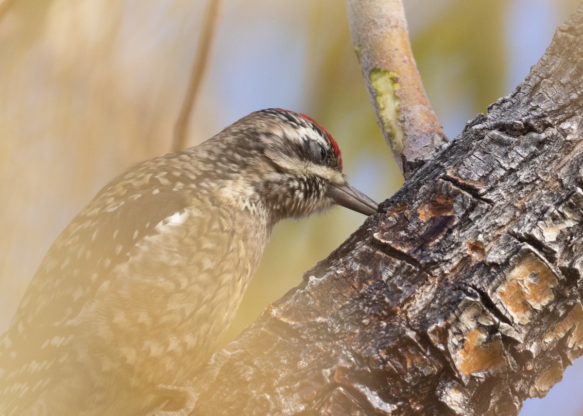 Yellow-bellied Sapsucker - ML626410966