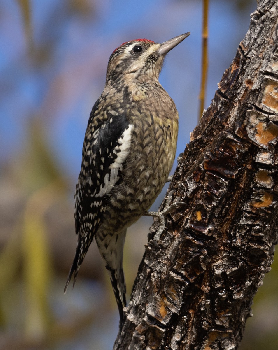 Yellow-bellied Sapsucker - ML626410967