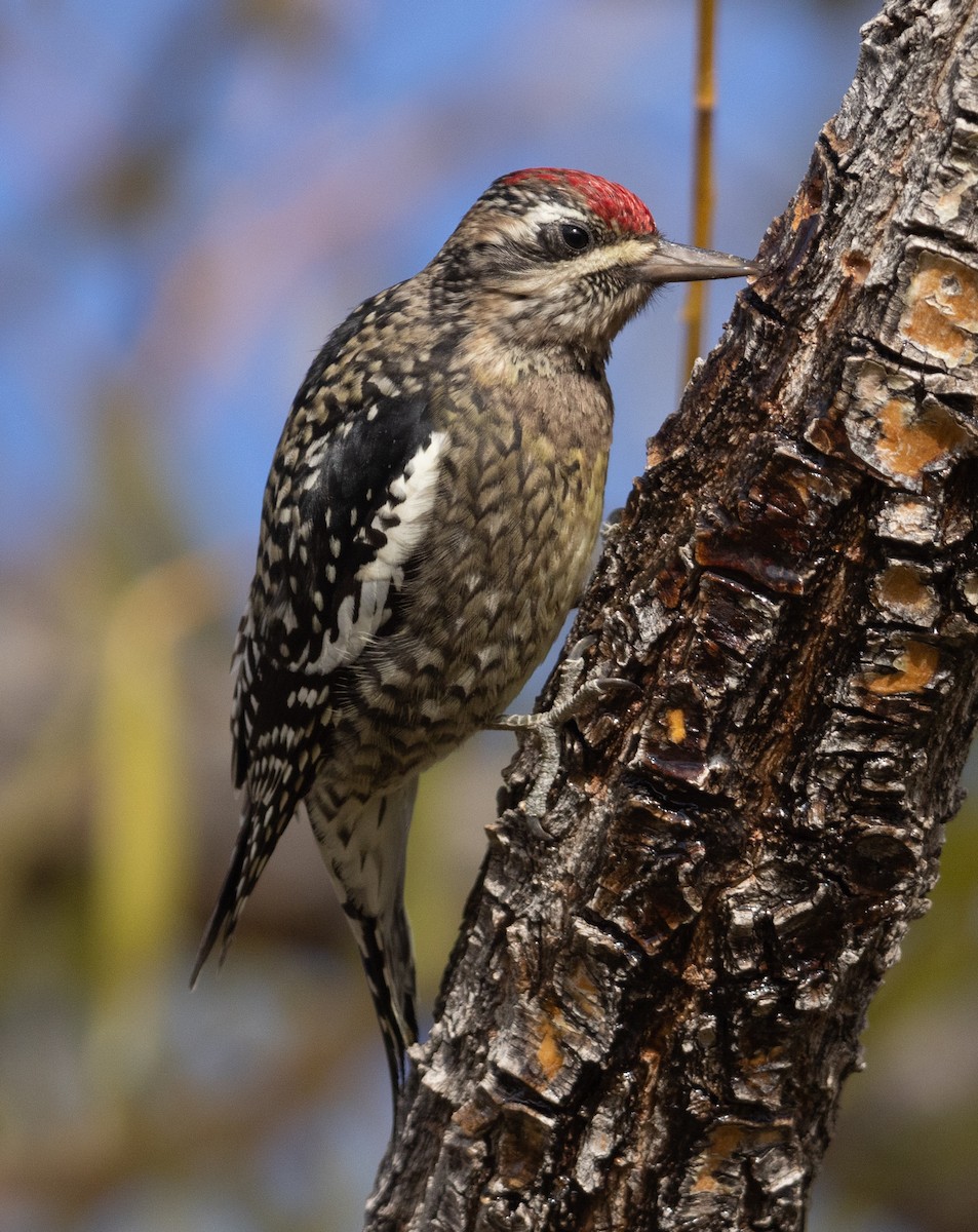 Yellow-bellied Sapsucker - ML626410968