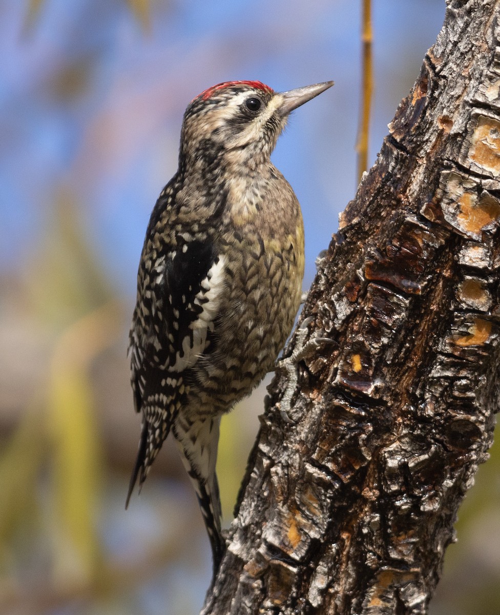 Yellow-bellied Sapsucker - ML626410969