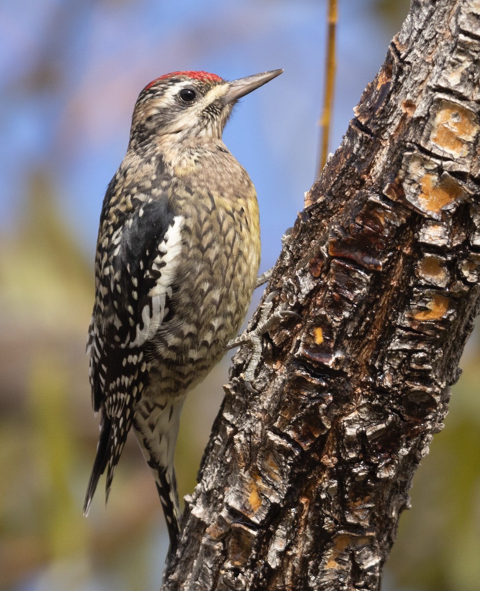 Yellow-bellied Sapsucker - ML626410970