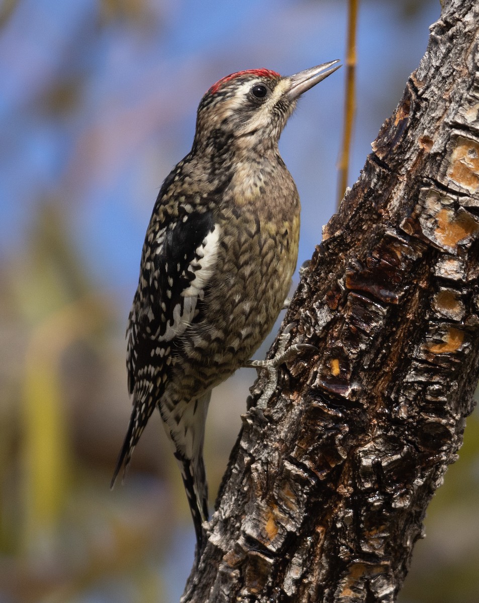 Yellow-bellied Sapsucker - ML626410971