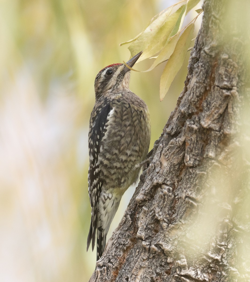 Yellow-bellied Sapsucker - ML626410973