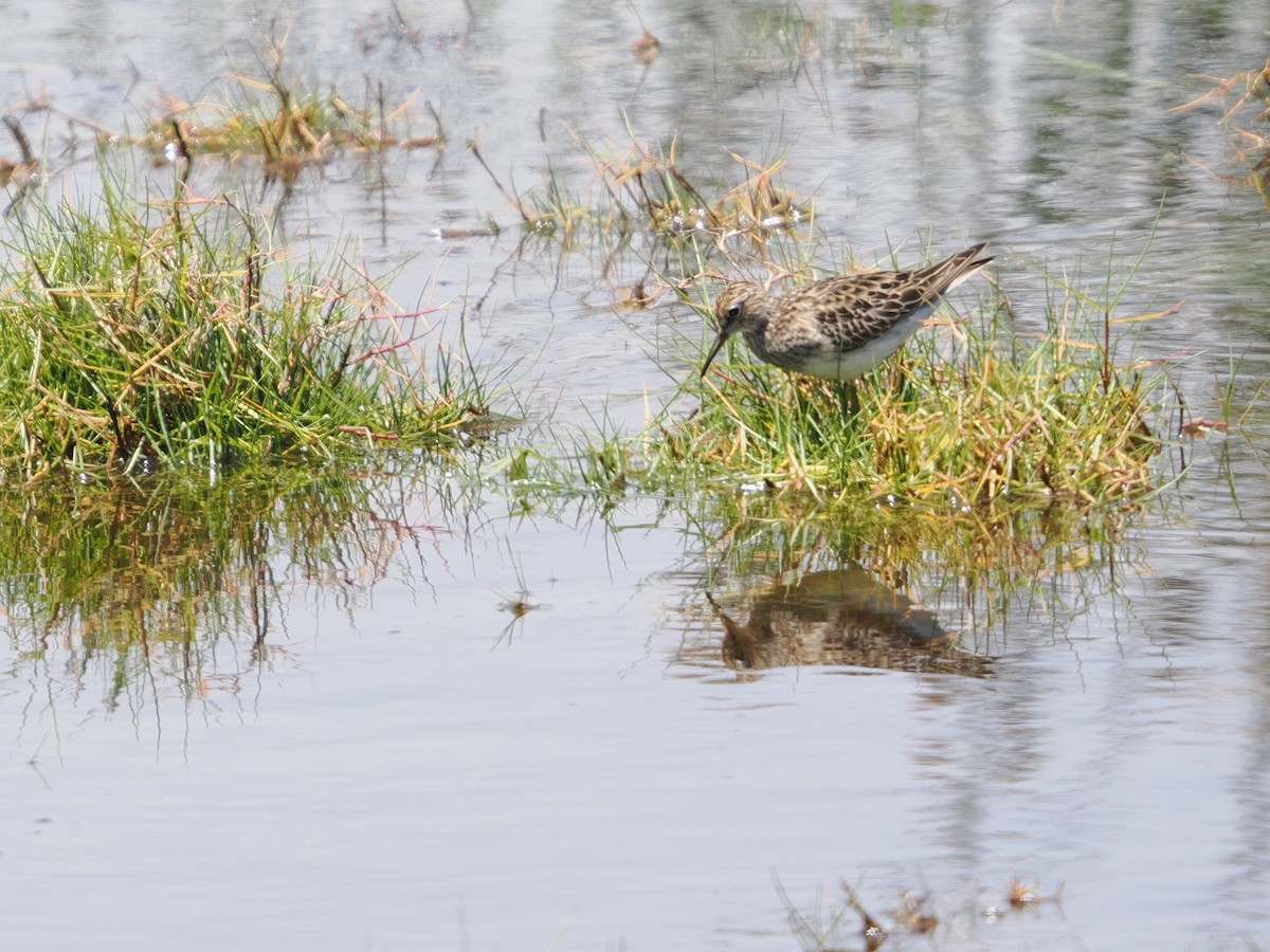 Bécasseau à poitrine cendrée - ML626411001